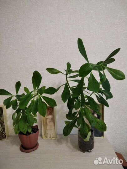 Не известно