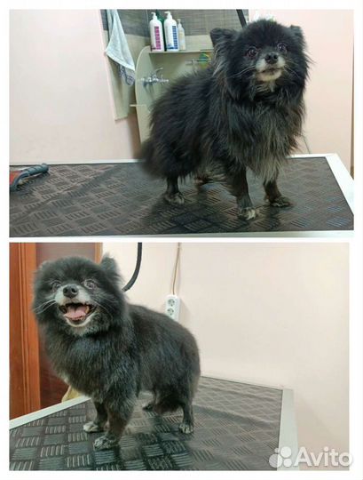 Модели собак