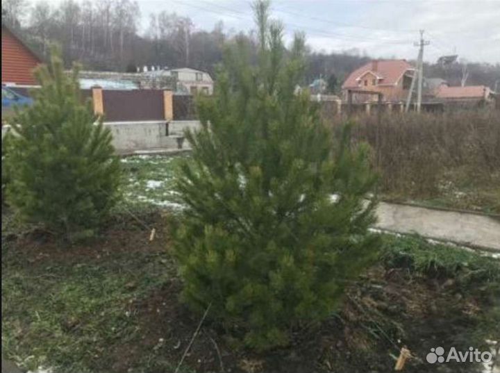 Сосна обыкновенная