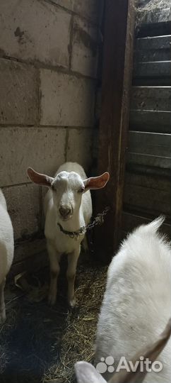 Козлята