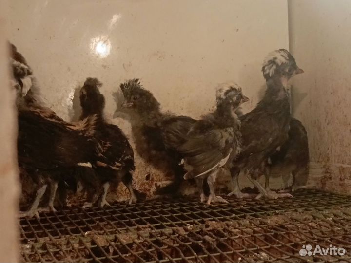 Петушки и цыплята разных чистокровных пород