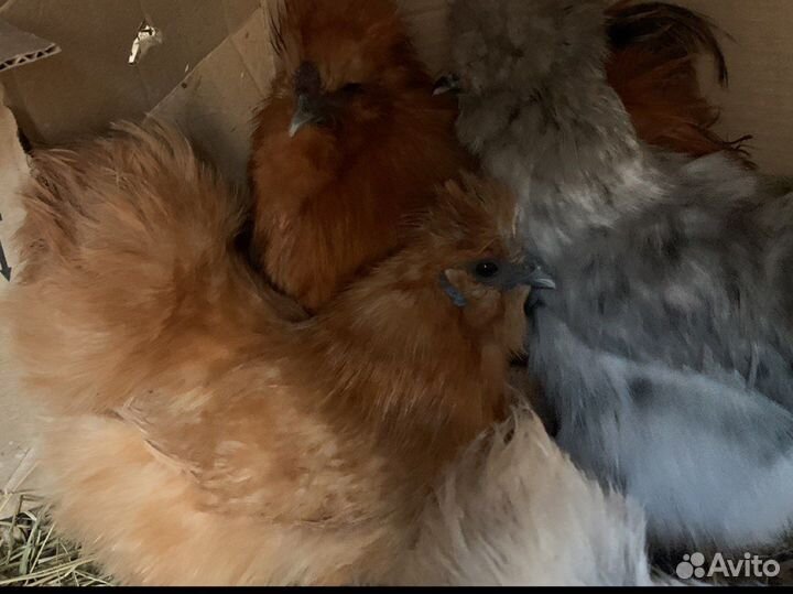 Инкубационное яйцо кша(китайских шелковистых)