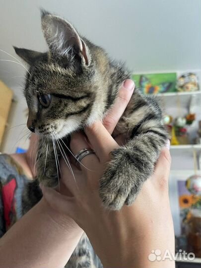 Кошки в добрые руки бесплатно