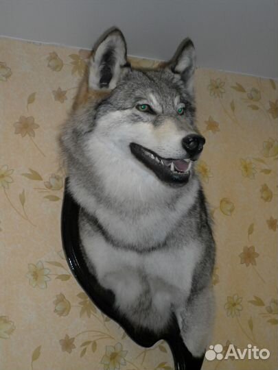 Таксидермия-изготовление чучел животных