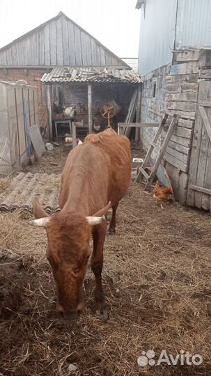 Корова первотелка