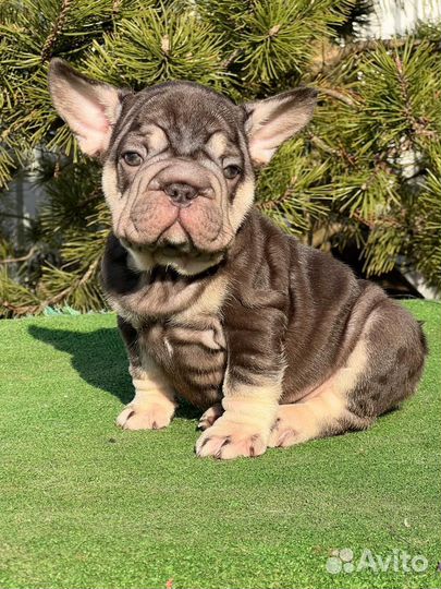 Французский бульдог Bigrope с Изабеллой