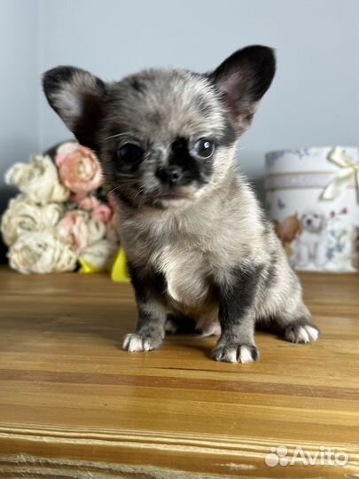 Чихуахуа мальчик мерле