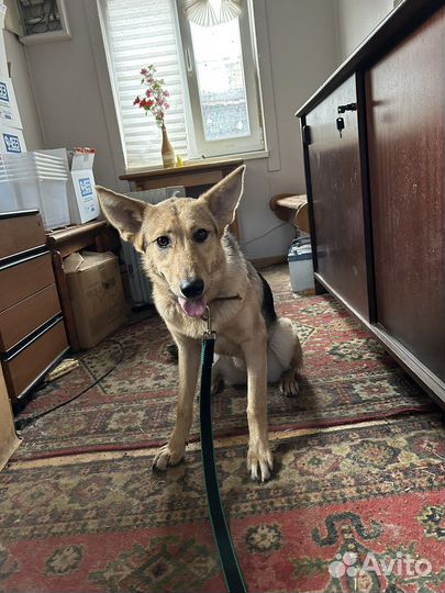 Собака в добрые руки