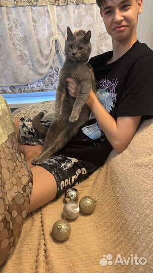 Отдам кота в добрые руки