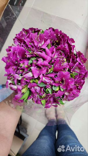 Альстромерия оптом из Краснодара