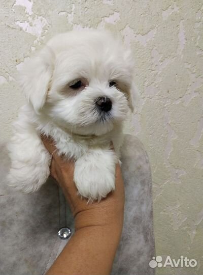 Милые щенки мальтийской болонки