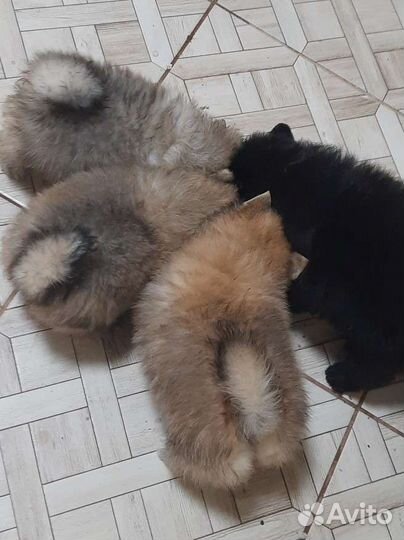 Шпиц немецкий