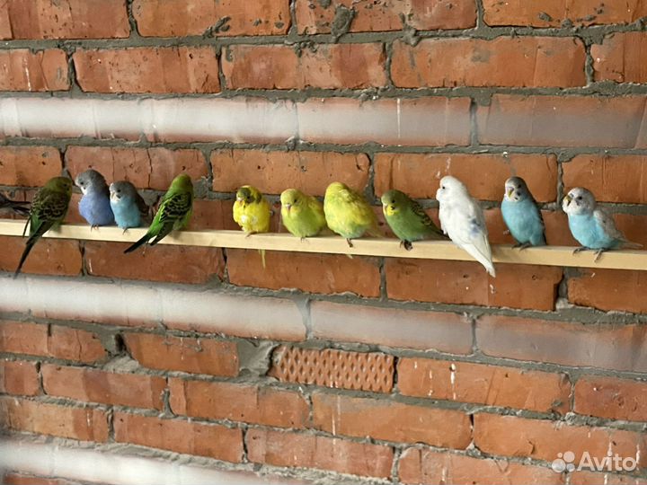 Волнистые попугаи из фермы