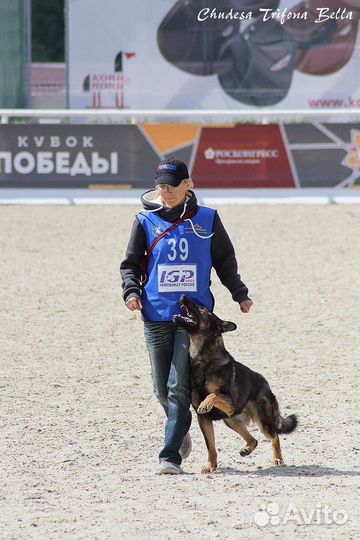 Спортивная дрессировка (IGP)