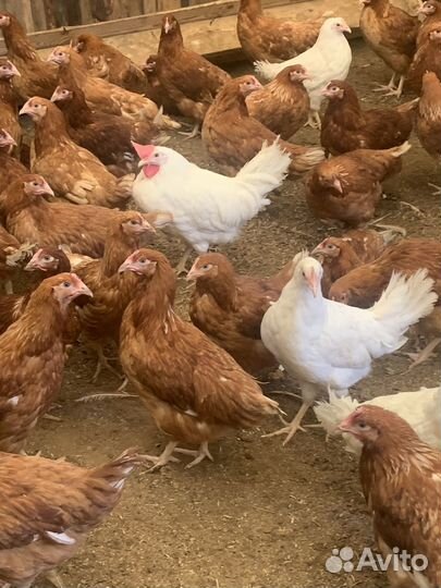 Куры молодки несушки