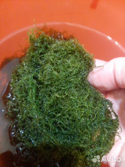 Полторошка мха