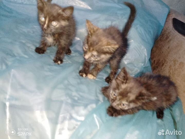 Отладим 3 маленьких кошечек в добрые руки