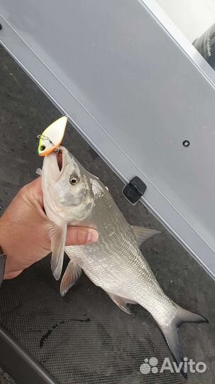 Охота и рыбалка