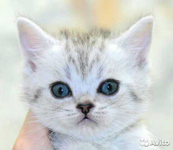 Коты на вязку