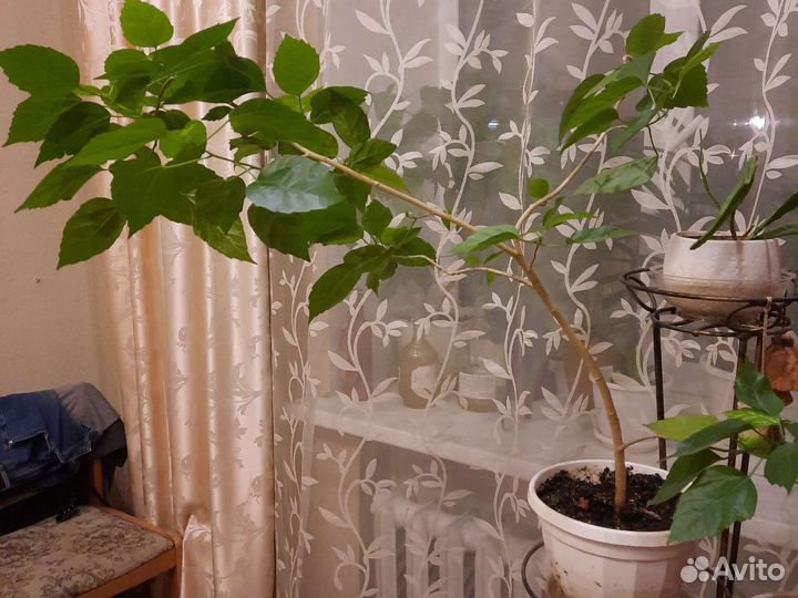 Комнатные цветы в кашпо