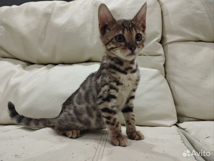 Бенгальские котята