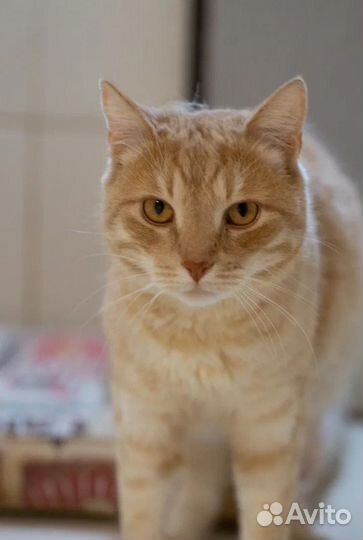 Ищем дом для очаровательного рыжика Жерома