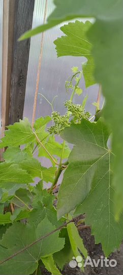 Виноград Алешинкин, Ласточка