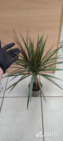 Пальма драцена