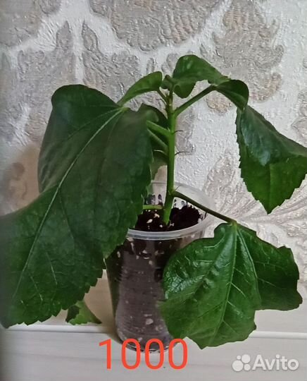 Сортовые гибискусы