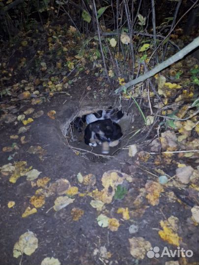 Собаки в добрые руки, щенки