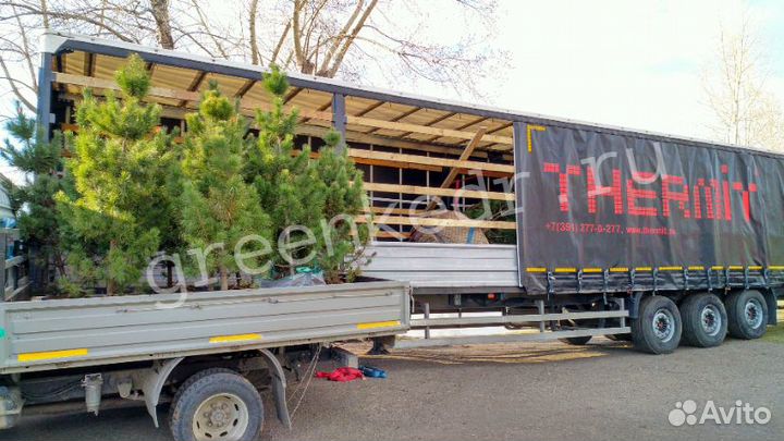 Саженцы Кедр Сибирский 130-170см Экстра класс