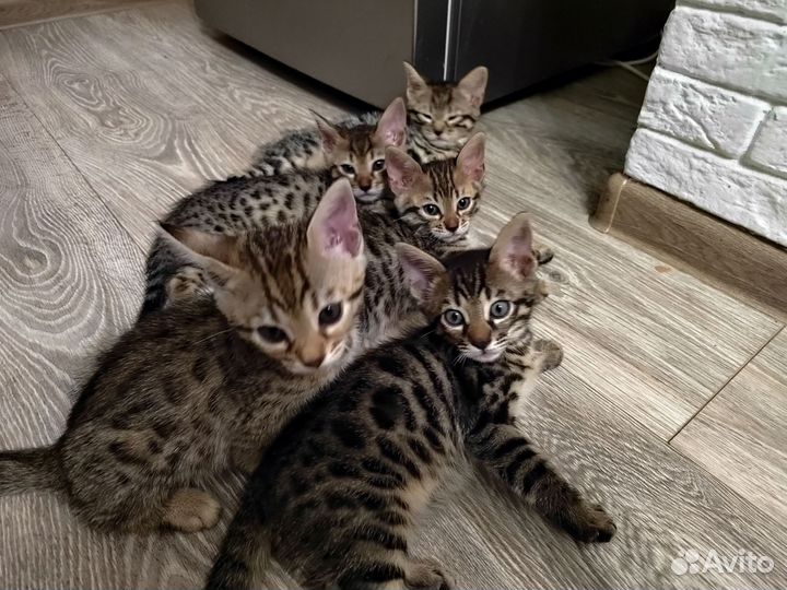 Бенгальские котята