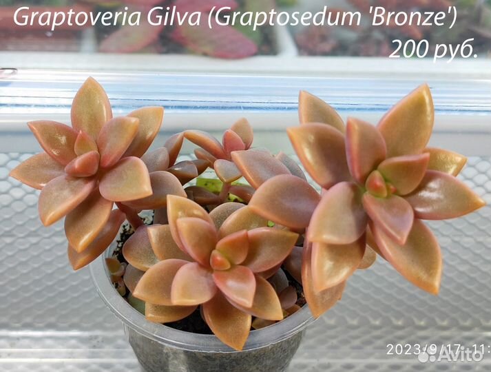 Суккуленты (эхеверии, граптоверии и пр.)