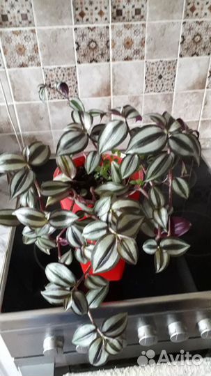 Традесканция зебрина