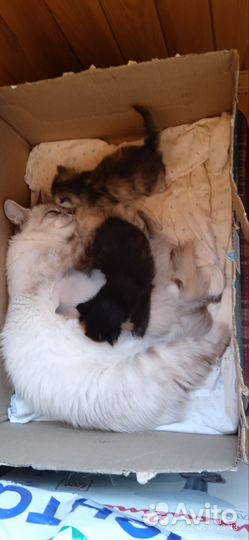 Сибирская кошка