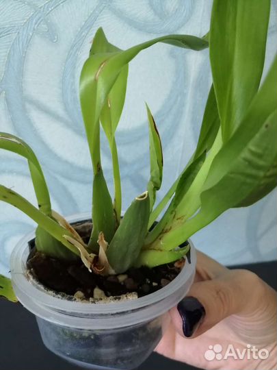 Мини орхидейки