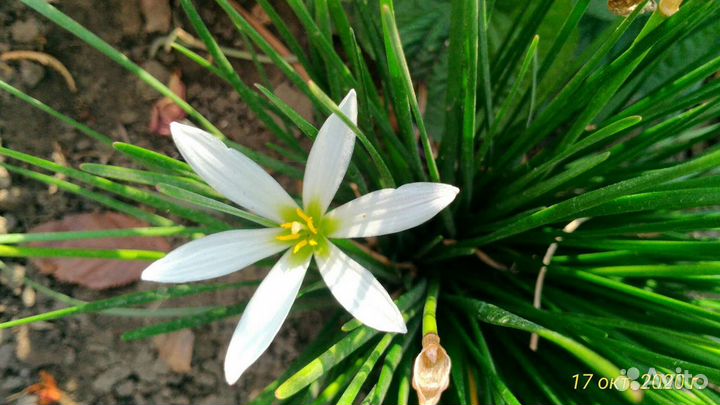 Зефирантес