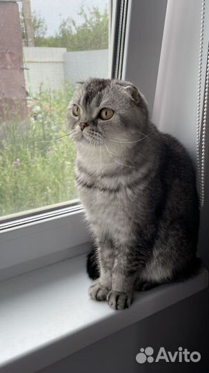 Отдам в добрые руки