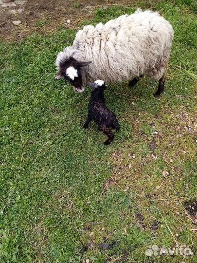 Бараны ягнята