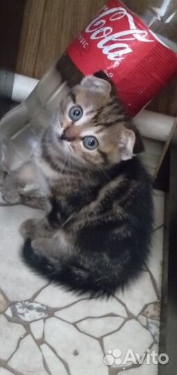 Шотландские котята