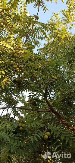 Плоды- семена Черного ореха