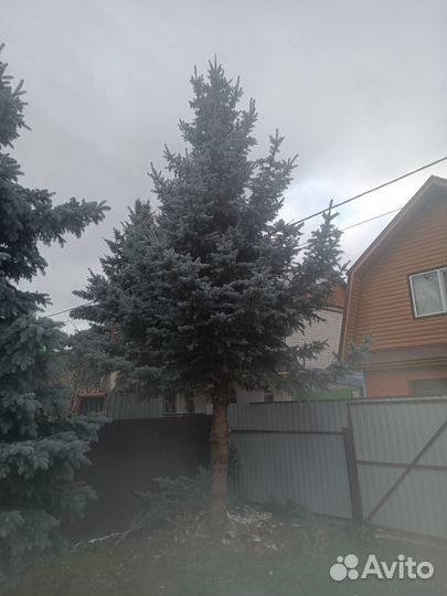 Голубая ель