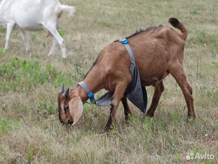 Нубийские козлики