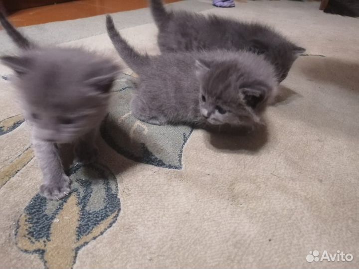 Серые котята в добрые руки