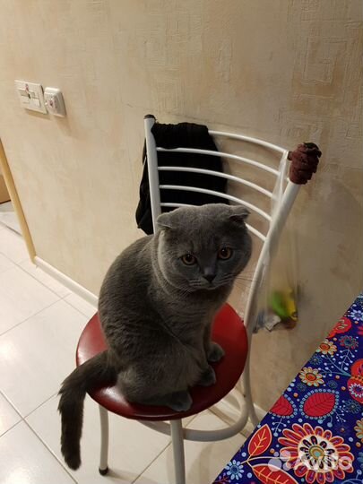 Шотландский вислоухий кот для вязки