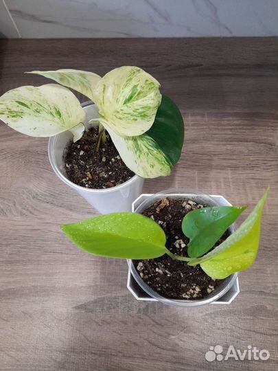 Хеппи Лиф и Неон