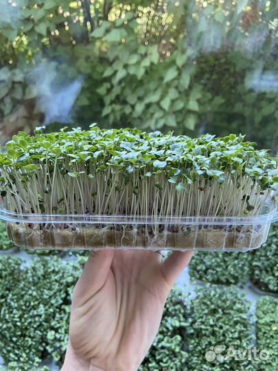 Микрозелень брокколи