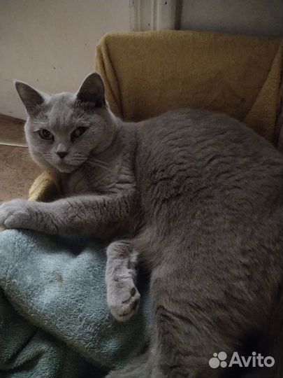 Продам кошку