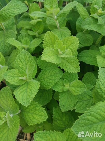 Мята сладкая, Мята перечная