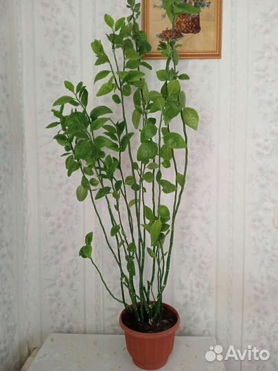 Педилантус